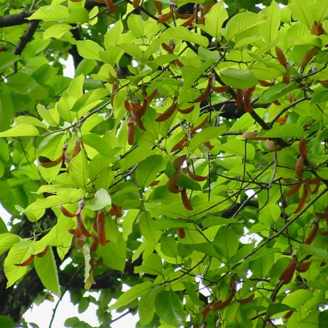 cây dầu rái