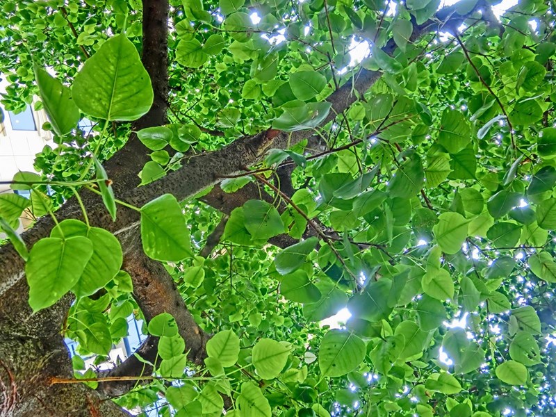 đa lâm vồ