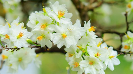 Cây Hoa Mai Có Bao Nhiêu Loại ?