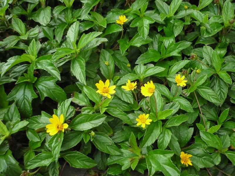 cúc xuyến chi