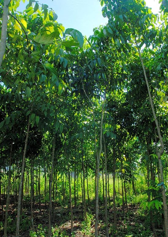 nhạc ngựa