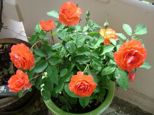 hoa hồng tỉ muội