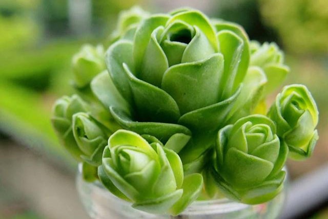 Hoa đẹp độc đáo, thú chơi hoa mới của người việt