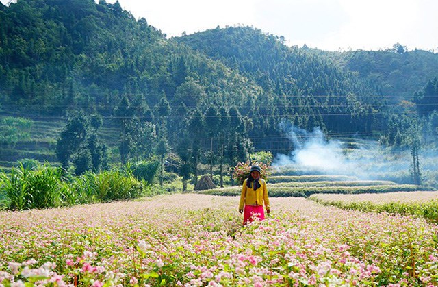 Vẻ đẹp hoa tam giác mạch bung nở trên sườn núi đá Hà Giang