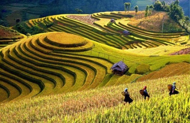 Ngỡ ngàng vẻ đẹp Mù Cang Chải mùa lúa chín