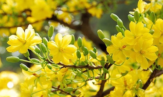 Vì sao lại chưng hoa mai ngày Tết?