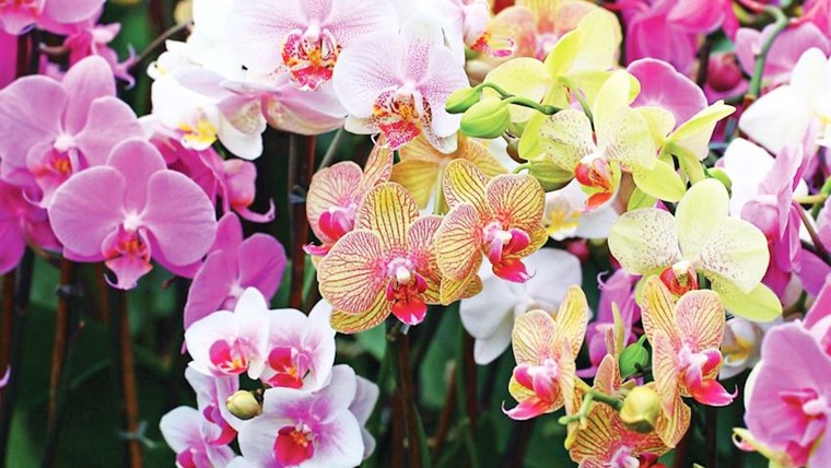 Những loại hoa đẹp và ý nghĩa để chưng ngày tết (Phần 2)