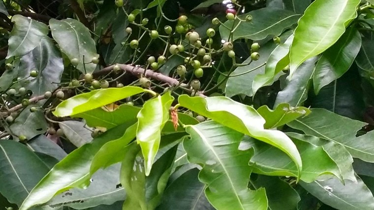Cây vối – kháng sinh tự nhiên điều trị hữu hiệu 9 loại bệnh thường gặp