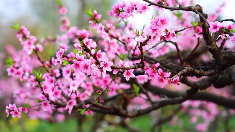Các loài hoa trong dịp Tết có ý nghĩa gì?