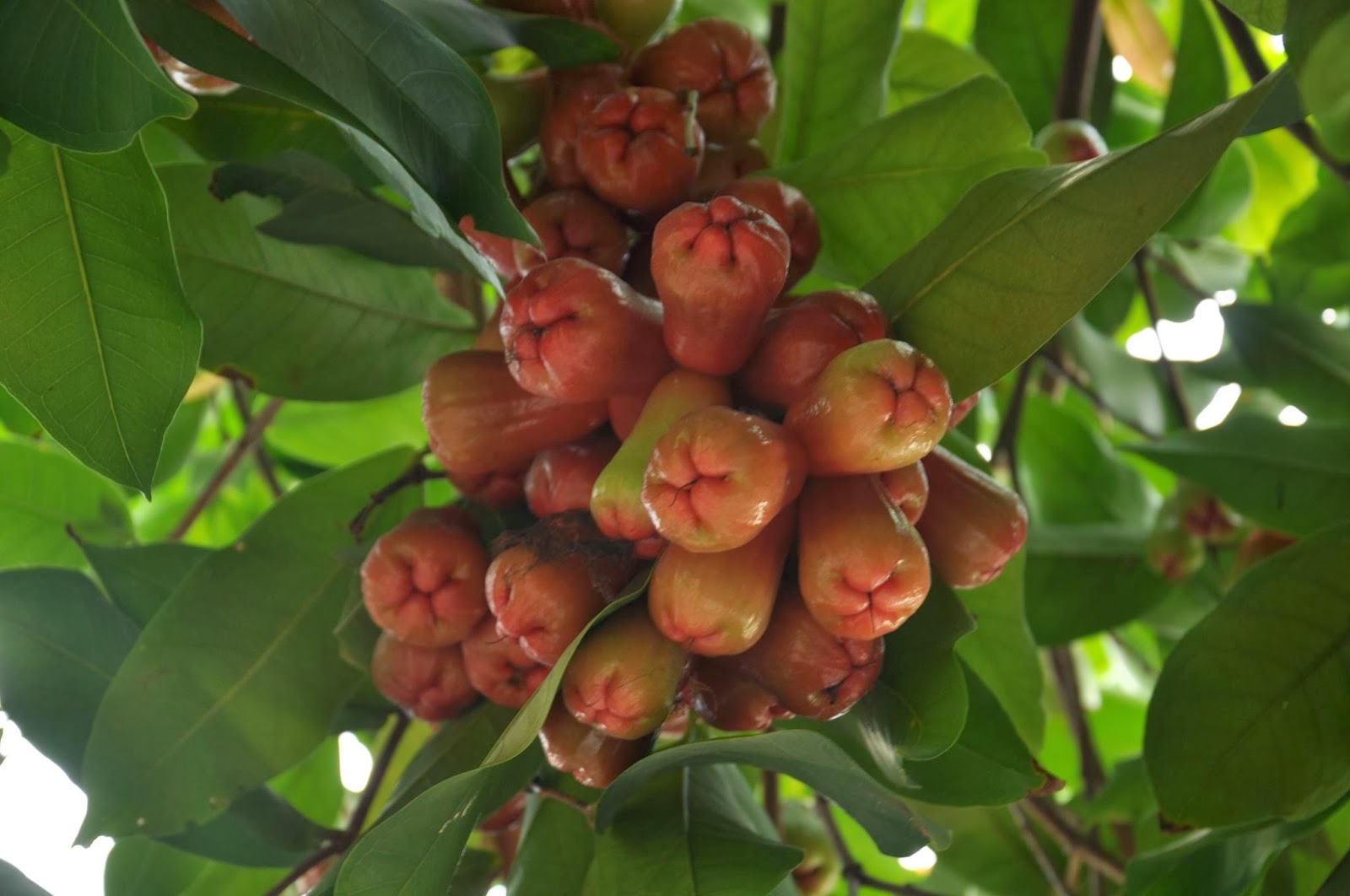 cây xanh] cây mận