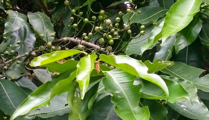 vối