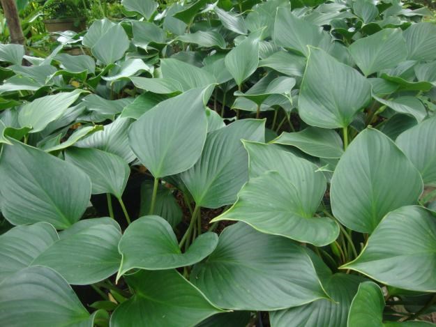 Hoàng dương Nhật
