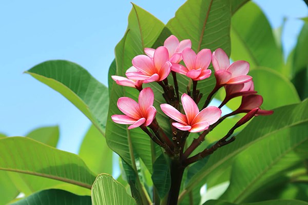 Sâu bệnh hại trên cây sứ đại và cách khắc phục