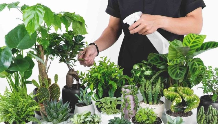 8 nguyên nhân khiến cây để văn phòng của bạn dễ bị chết