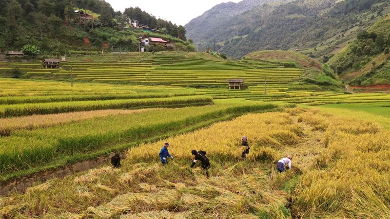 Ruộng bậc thang mùa gặt ở Mù Cang Chải