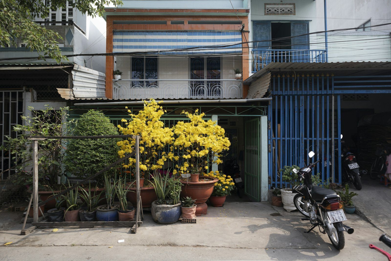 Hàng chậu cây đặt dọc lan can và bậc thềm nhà phố