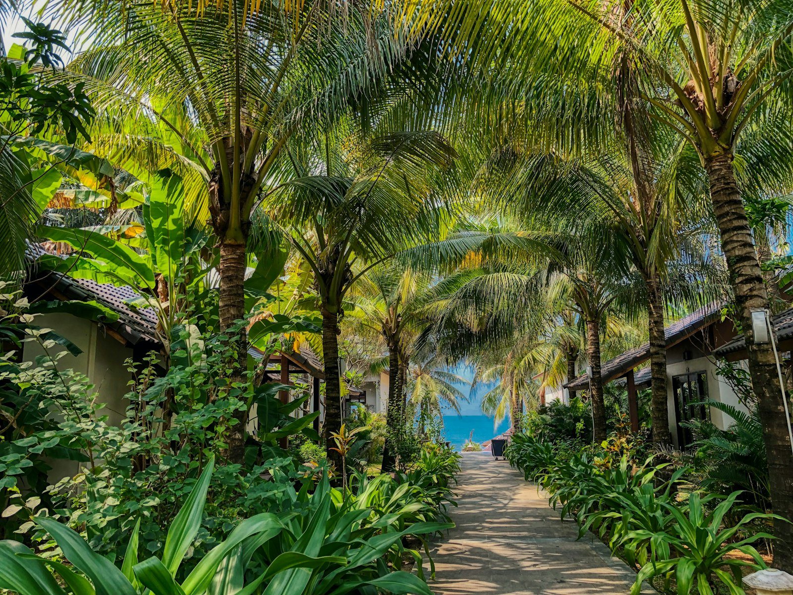 Lối đi giữa hai hàng dừa dẫn ra phía biển
