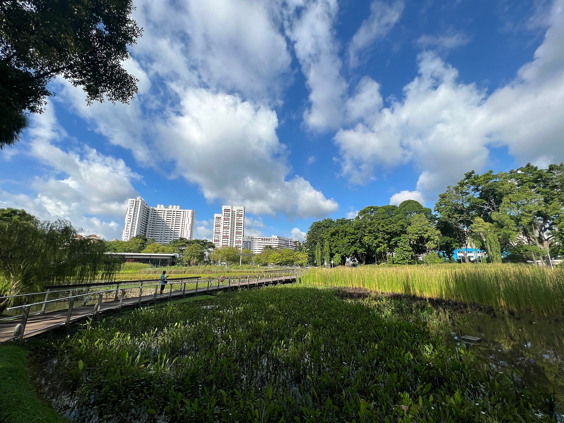 Cầu gỗ đi qua vùng đất ngập nước trồng cây thủy sinh ở công viên Bishan-Ang Mo Kio, chung cư phía xa