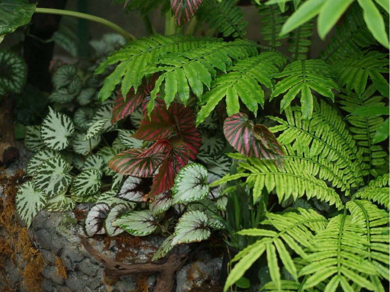 Đặc tả bồn trồng nhà kính: begonia rex lá bạc viền đỏ chen giữa hai tầng dương xỉ xanh non