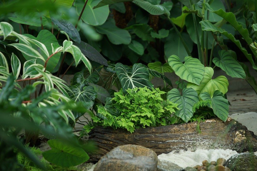 Đặc tả tầng thấp Tripitaka: philodendron gân trắng, môn nhung và selaginella mọc quanh khúc gỗ lũa, nền cát trắng