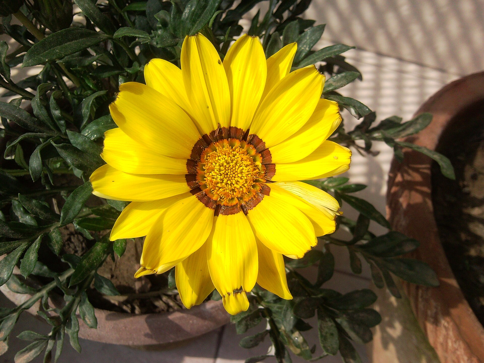 Bông hoa gazania vàng nở trong chậu cây trên ban công nắng
