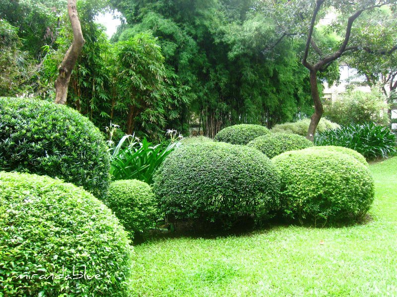 Tama-mono — những cây cá thể được cắt thành bán cầu (hình 3 trong 3)