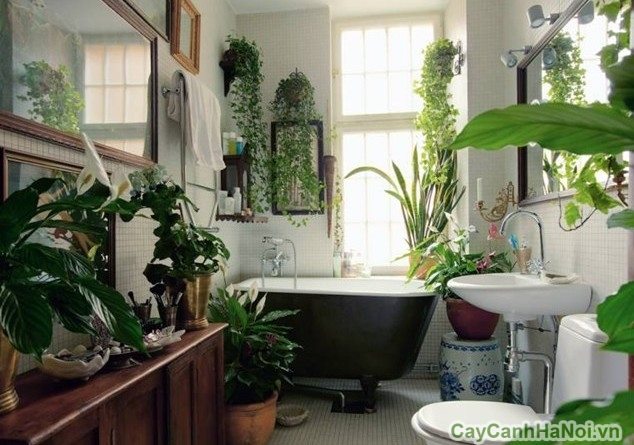 Cây xanh nội thất đẹp