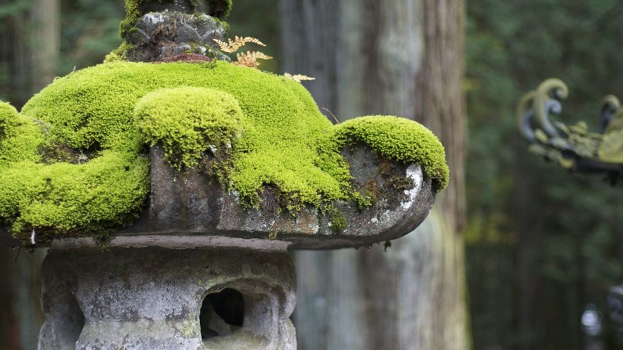 TŌRŌ — Cây đèn không phải để thắp sáng! | Hiểu vườn Nhật · Phần 8
