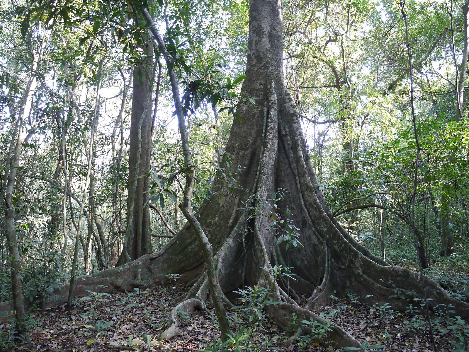 RỄ, THÂN, TÁN — Chọn cây là chọn cái đánh đổi nào? | Tropical Style · Phần 3