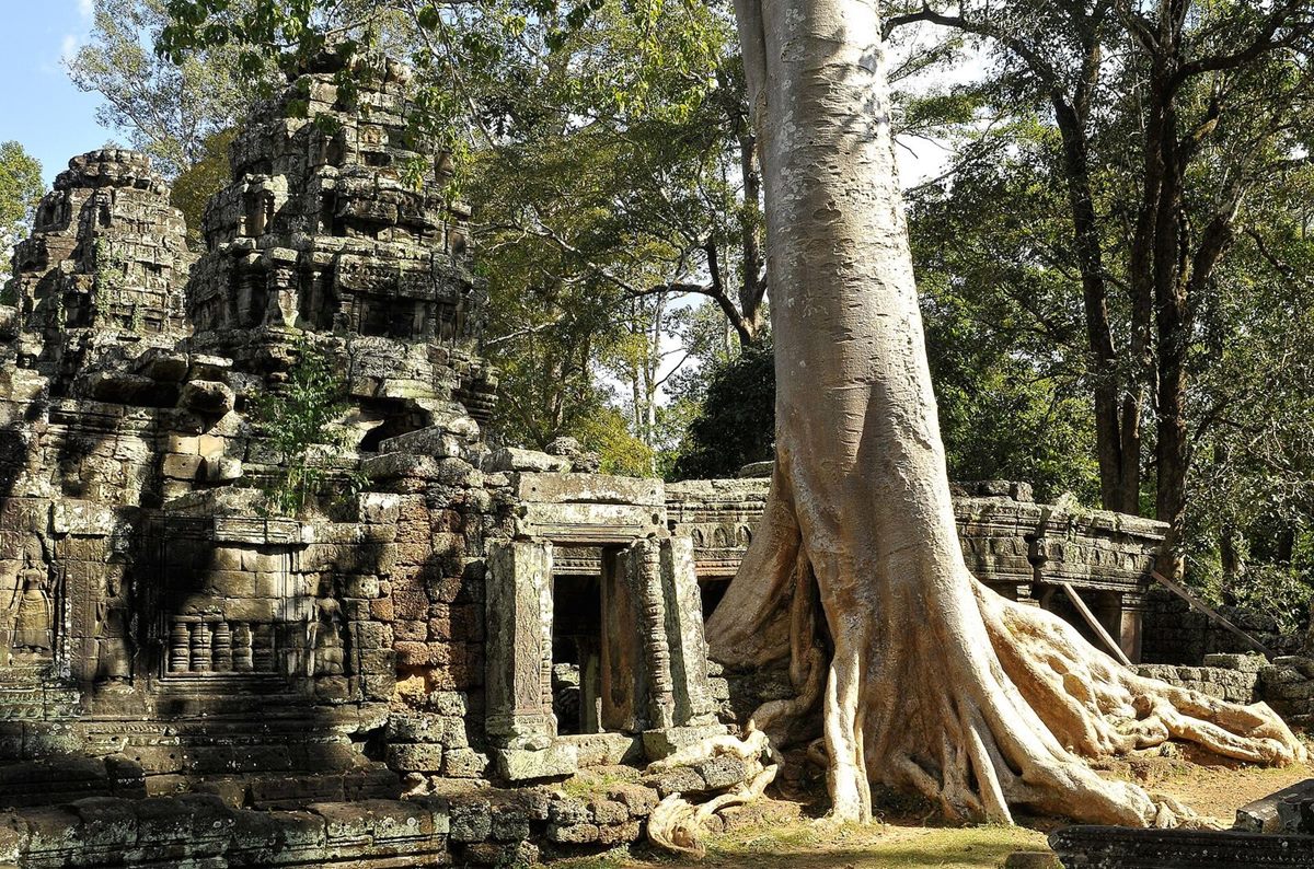 Thân cây lớn mọc sát một ngôi đền đá cổ, bộ rễ trườn qua và ôm lấy phần chân tường đá