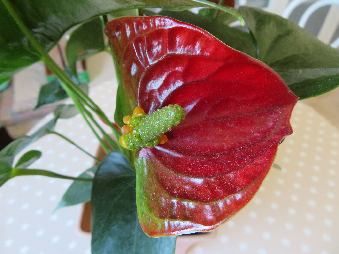 Hồng môn (Anthurium andraeanum)
