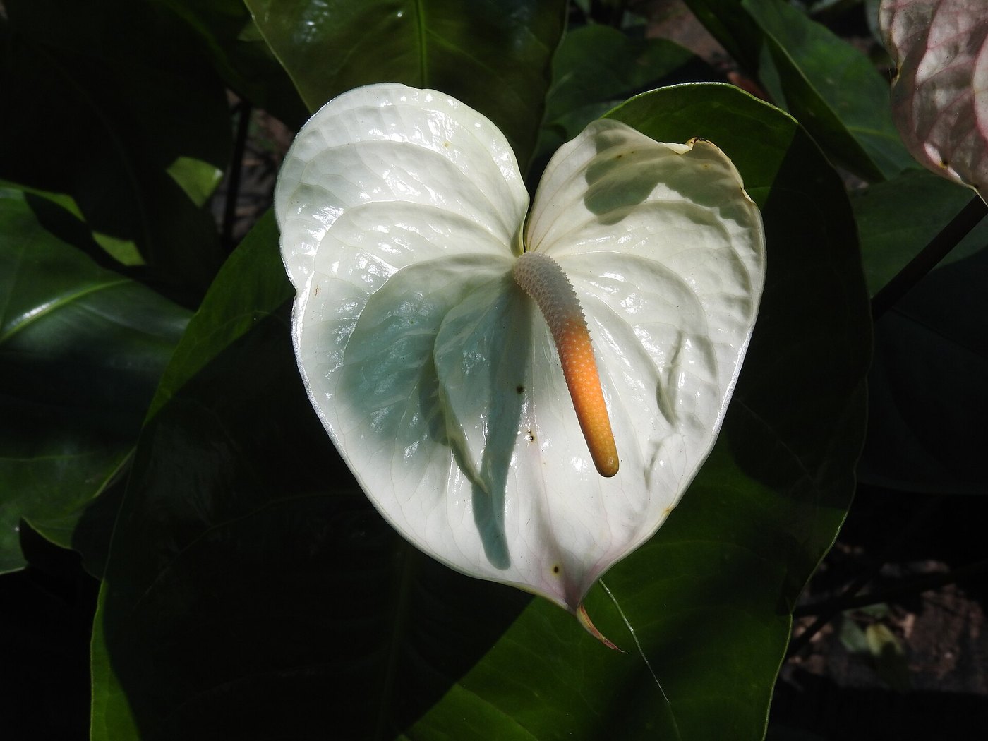 Hồng môn (Anthurium andraeanum)