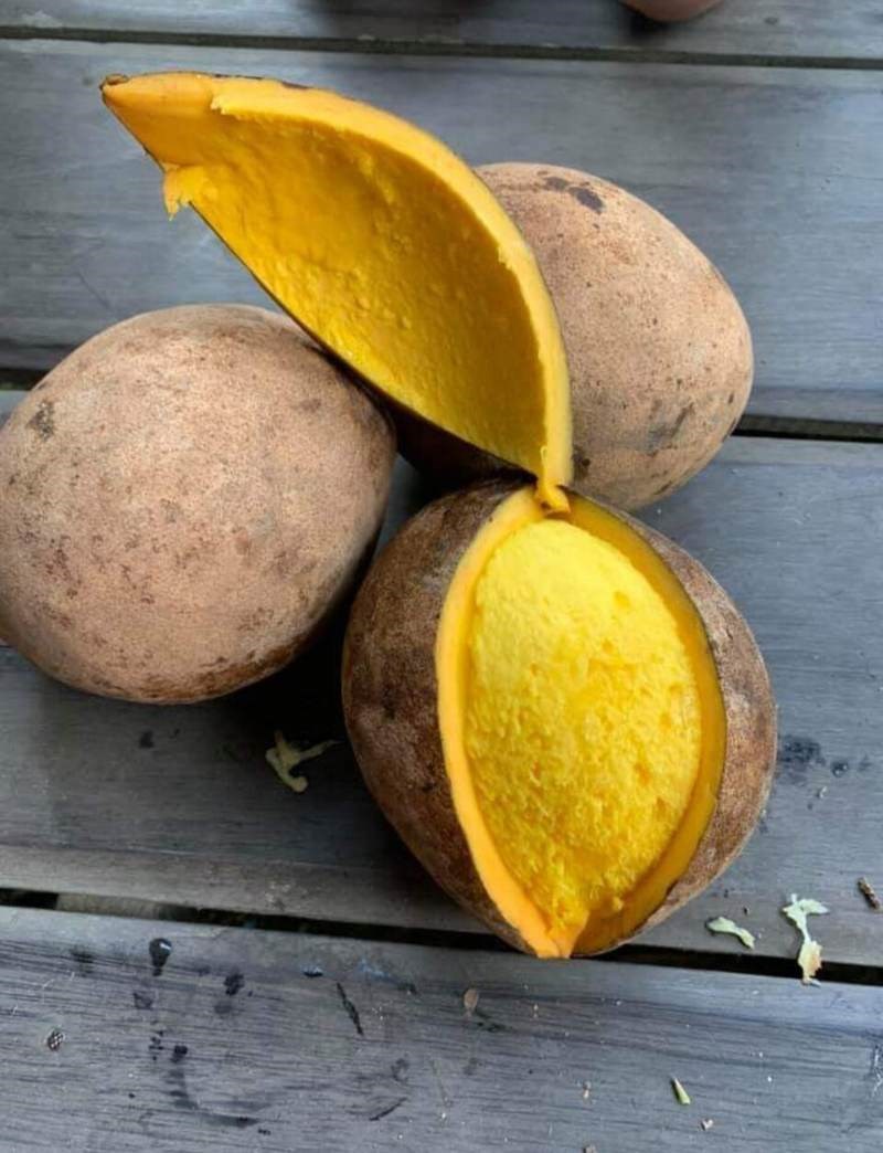 Xoài rừng