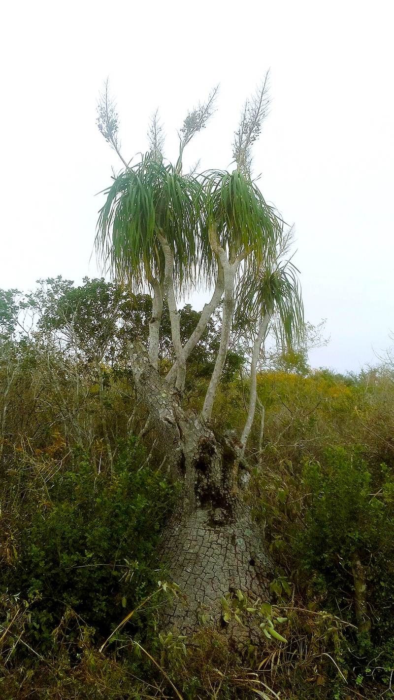 Cọ chân voi