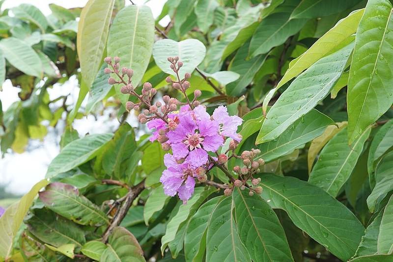 cây bằng lăng nước