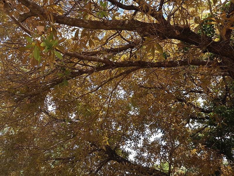 Lộc Vừng