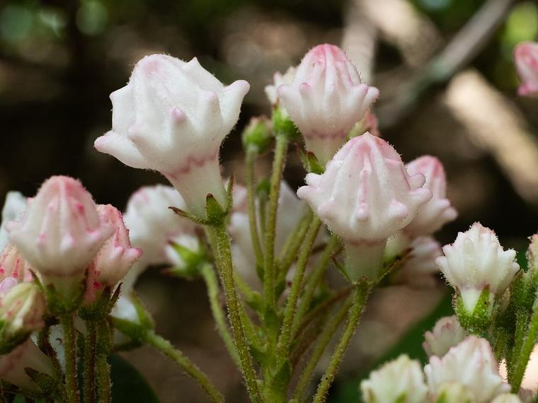 Nguyệt quế Mỹ / Kalmia