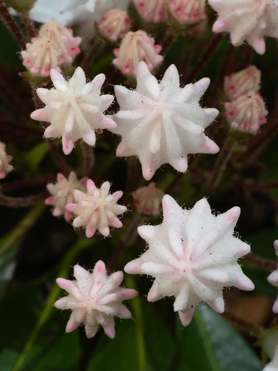 Nguyệt quế Mỹ / Kalmia