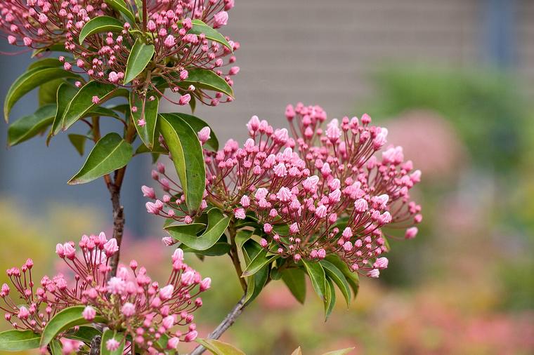 Nguyệt quế Mỹ / Kalmia
