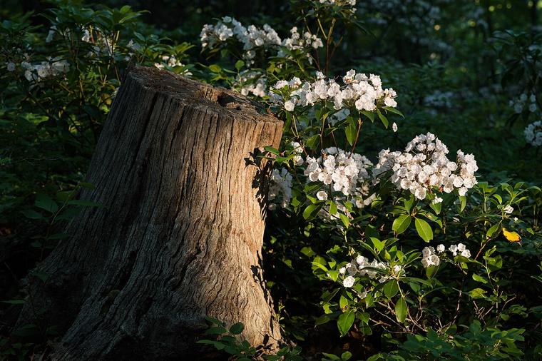 Nguyệt quế Mỹ / Kalmia