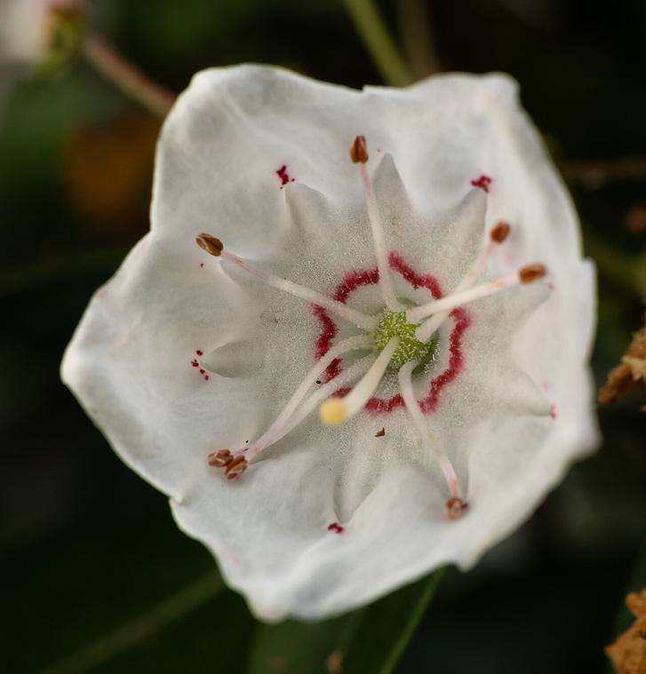 Nguyệt quế Mỹ / Kalmia
