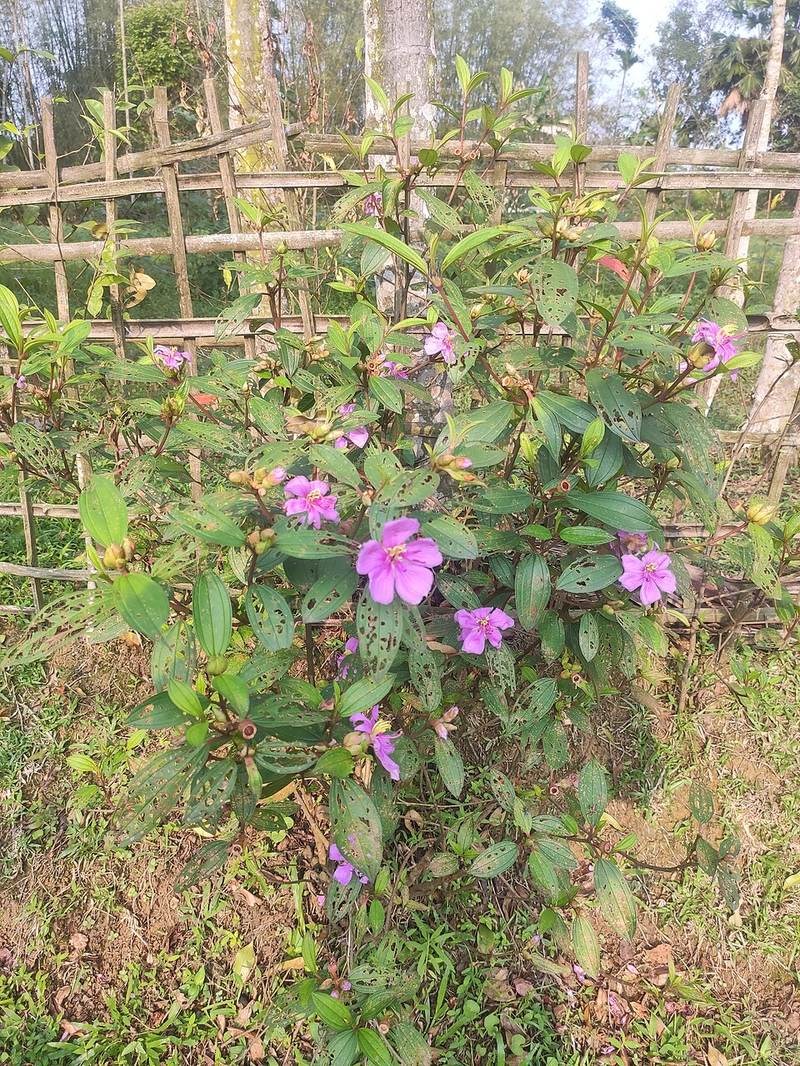 Mua đất