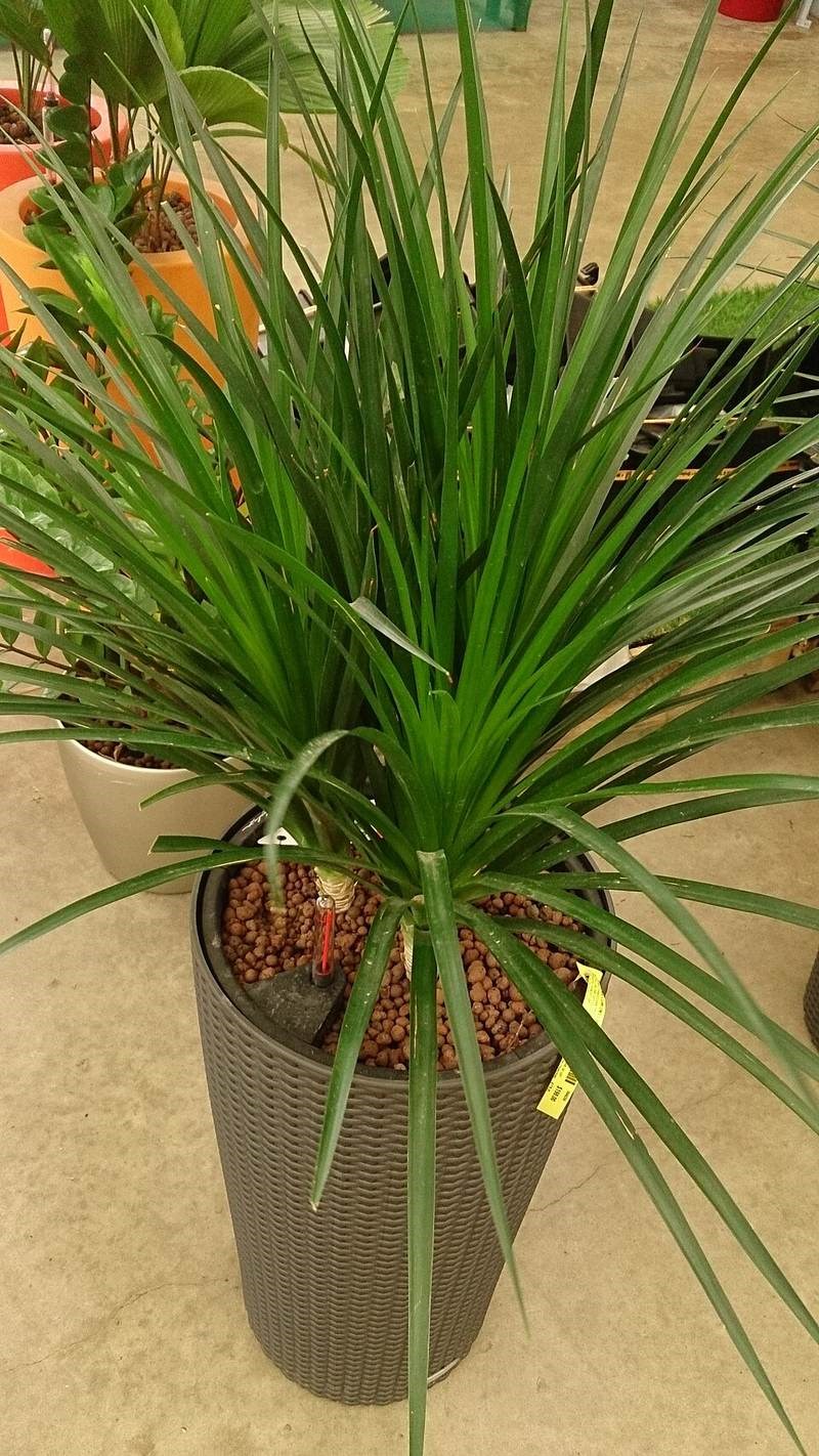 Phát tài núi, phất dụ miên