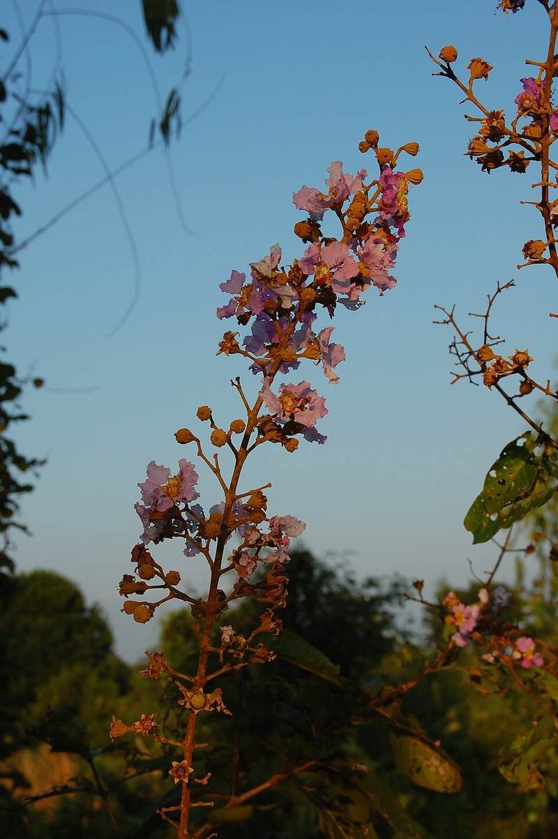 Bằng lăng tím sẻ