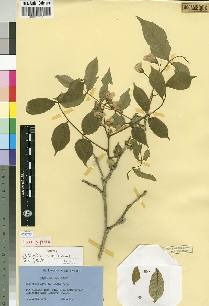 Cây thàn mát cảnh (sưa vàng)