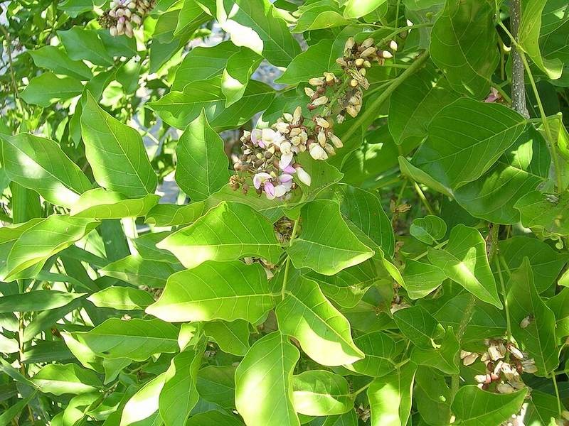 Cây thàn mát cảnh (sưa vàng)