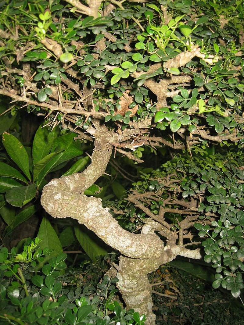 Cần thăng gai