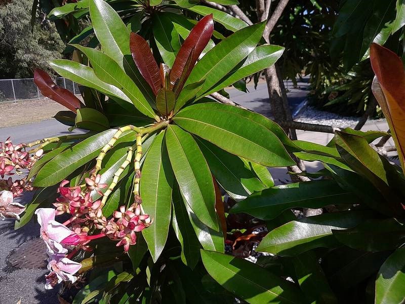 Chưng bầu nước (lộc mại)