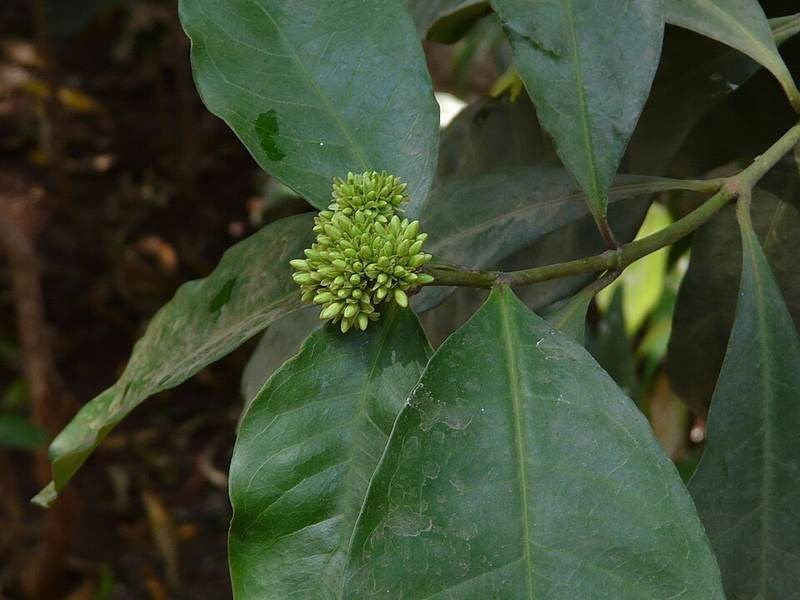 Bông bụp Thái đỏ (mẫu đơn Thái)