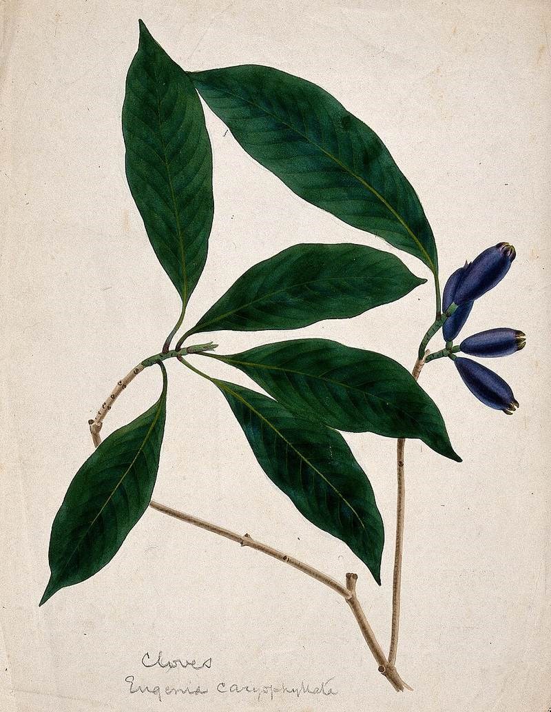 Đinh hương (cẩm chướng gia vị)